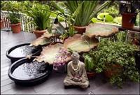 Green Feng Shui Design Service